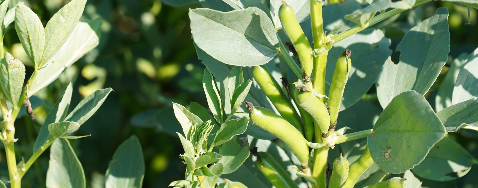 Fava